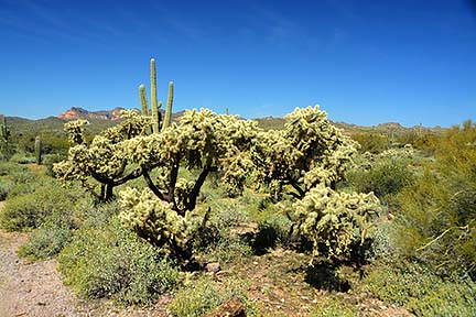 McDowell Mountain Regional Park, February 12, 2015